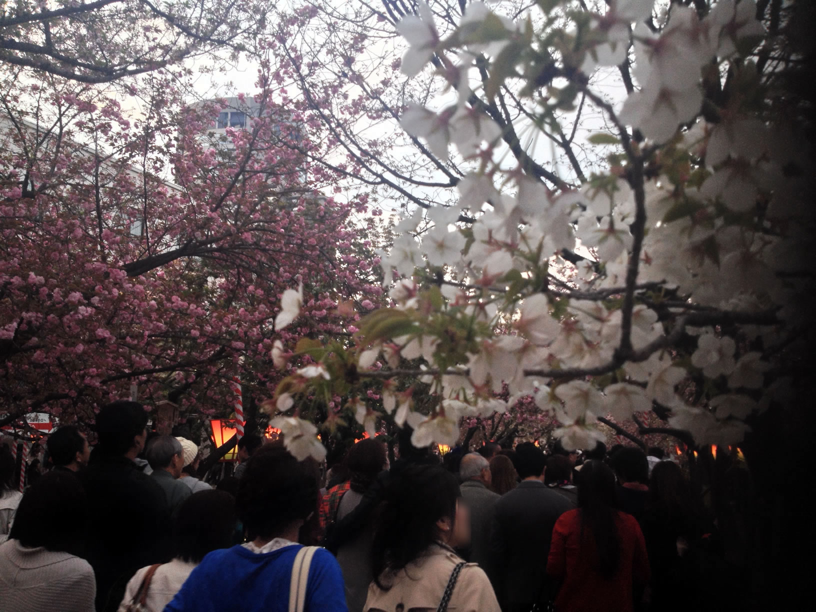 2014年の造幣局桜の通り抜け32 2014年の造幣局桜の通り抜け32